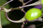 Climbing nightshade